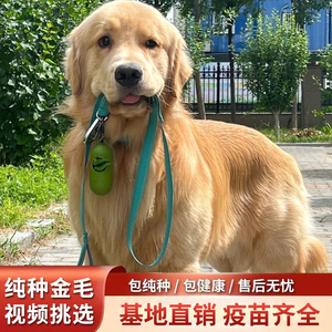 纯种金毛幼犬大骨架双血统金毛导盲犬大型犬家庭养犬舍宠物狗活体