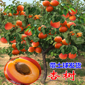 杏树嫁接苗特大果树苗新品种盆栽地栽当年结果杏子南方北方种植甜