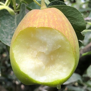 新疆库尔勒香梨耐寒品种梨树苗南方北方种植甜度高糖粉足当年结果