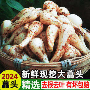 藠头 新鲜荞头农家新鲜蔬菜时令泡菜现挖现发去须小蒜茭头5斤包邮