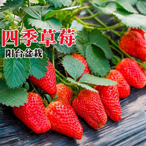 四季草莓种子奶油草莓苗种籽带土发货带盆栽好南方水果苗阳台苗子