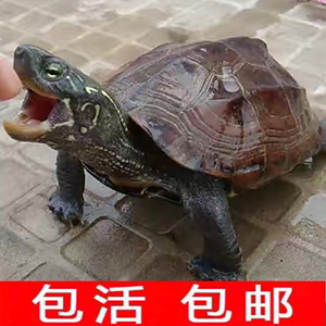特大乌龟活物中华草龟长寿龟陆地宠物罕见水龟蛋龟小龟苗鳄金钱龟