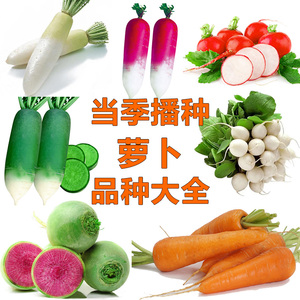 韩国白玉萝卜种子大全适合秋播种植水果靛青罗卜大红袍蔬菜籽种孑
