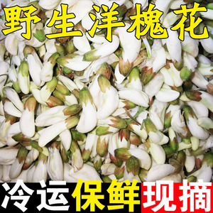 2024年洋槐花新鲜杨槐米花骨朵花苞 野生榆钱食用现摘4斤野菜包邮