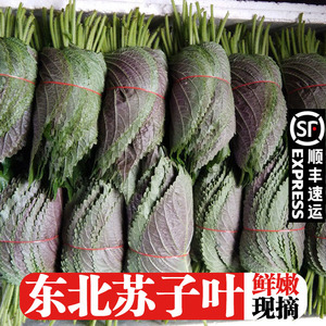 东北苏子叶新鲜紫苏叶食用包邮苏叶苗野菜蘸酱菜泡菜咸菜商用3斤