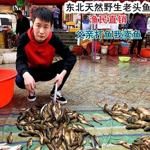 黑龙江土特产东北鲜活老头鱼新鲜速冻山胖头大头鱼食用淡水小杂鱼
