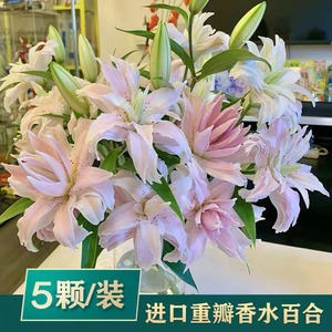 百合种球四季开花好养易活室内外花卉香水百合花庭院盆栽花种籽子