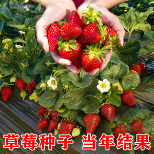草莓种籽子孑丹东99四季结果奶油草莓水果种籽大全种子蔬菜种籽苗