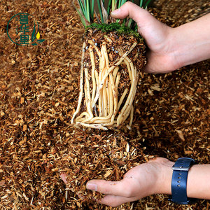 新升级兰花植料透气营养土18升（5斤）量足养兰防护套装种植肥料