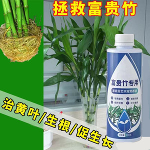 富贵竹营养液专用肥料观音转运竹龙水培植物通用水养专治黄叶生根