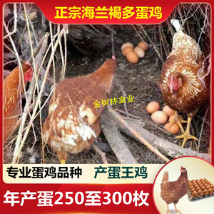 正宗纯种海兰褐多蛋鸡脱温半斤大红毛高产生产蛋王下蛋小母鸡活苗