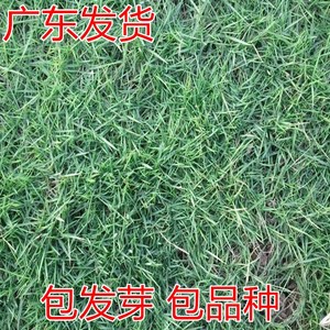 进口兰引三号草草坪种子日本矮生结缕草多年生匍匐型禾草草籽种子