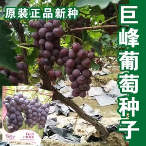 葡萄种子葡萄树种籽红提子美人指巨峰夏黑盆栽果树蔬菜葡萄籽种孑