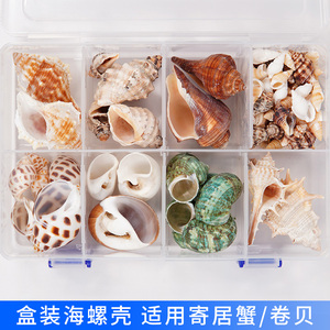 盒装寄居蟹壳卷贝鱼替换专用壳天然海螺壳繁殖鱼缸造景水族箱装饰