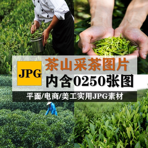 茶山茶叶采摘采茶图片安溪铁观音高山茶园茶青嫩芽炒武夷山照片