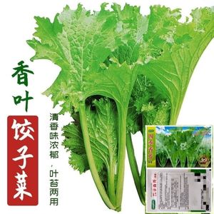 四季香芥菜种籽香菜小青菜香叶饺子菜籽春秋阳台盆栽田园蔬菜种子