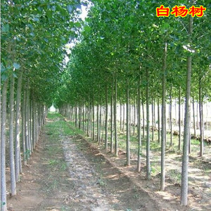 。植树节树苗白杨树公路植树造林绿化苗杨树苗工程植物苗木小树苗