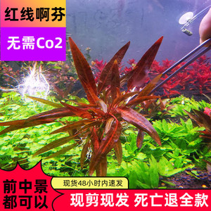 红线紫线阿芬鱼缸淡水植物造椒草红色前中景水草新手易养无碳阴性