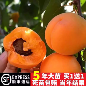 嫁接杏树苗特大早熟甜杏子活苗南北方种植盆栽地栽果树苗当年结果