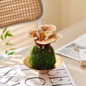 灵芝苔藓球趣味菌类植物净化空气防辐射书房茶桌观叶绿植好养活