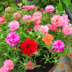 太阳花种子 大花马齿苋 四季易种室内阳台盆栽 花卉种子 花籽