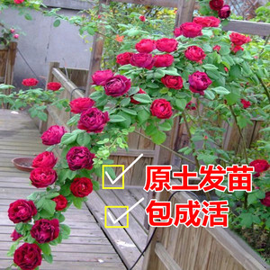四季开花蔷薇花苗爬藤浓香型带花阳台庭院植物大苗月季玫瑰花盆栽