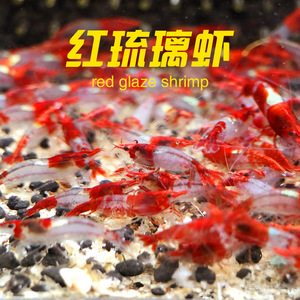 红琉璃虾公母混捞可繁殖抱卵淡水观赏小虾鱼缸草缸除藻水族活体