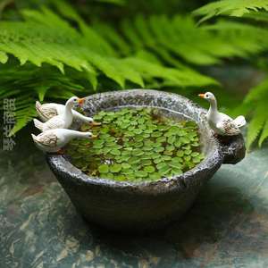 创意摆件花园植物小白铜钱茶桌花盆庭院可爱石臼草水培鸭子装饰品