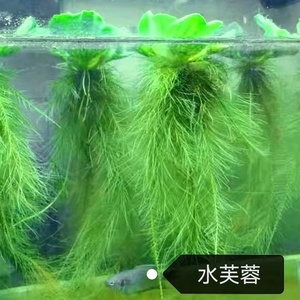 鱼得鱼乐水芙蓉水浮莲浮萍水草植物水生种子养龟养鱼养殖用品