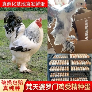婆罗门鸡种蛋巨型鸡活苗受精纯种梵天鸡种蛋大型观赏宠物鸡受精蛋