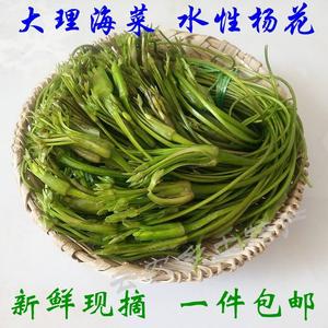 云南野菜水性新鲜杨花新鲜蔬菜 大理特产洱海海菜花2斤现摘海白菜