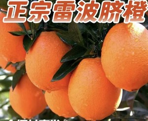 雷波脐橙 正宗四川大凉山级特纽荷尔齐橙子青杠村新鲜10/20斤水果