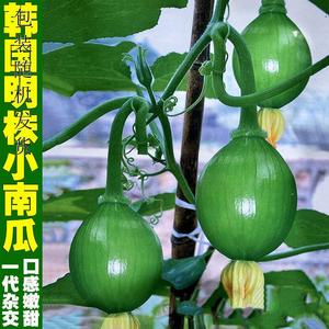 韩国明珠早熟小南瓜种子韩国引进一代杂交嫩南瓜小青瓜蔬菜种籽孑