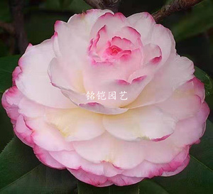龙火珠红叶贝拉稀有名贵品种茶花中苗带花苞室内外庭院阳台对版
