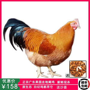 广东正宗果园土阉鸡农家散养现杀三黄鸡大扇鸡白切鸡 净重3斤整鸡