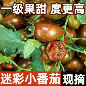 迷彩圣女果小番茄5斤水果新鲜樱桃小西红柿子非海南千禧蔬菜包邮