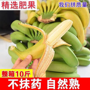 云南高山香蕉新鲜10斤当季水果整箱大芭蕉叶小米蕉甜香焦10自然熟