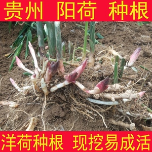 洋荷野生洋火姜 洋荷野生洋火姜品牌 价格 阿里巴巴 洋荷野生洋火姜 洋荷野生洋火姜品牌 价格 阿里巴巴