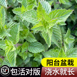 凉粉草种子特菜仙人冻仙草尖萼鱼黄草阳台蔬菜庭院四季播种种籽