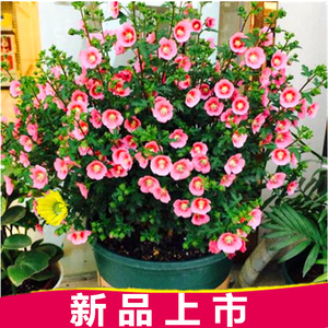 小木槿花苗盆栽阳台庭院花叶木本花卉植物木槿芙蓉盆栽净化空气