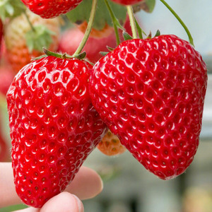 奶油草莓种籽四季开花结果幼儿园种植花卉种子庭院阳台盆栽水果