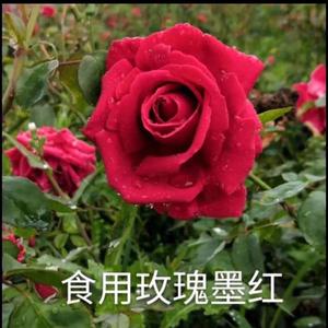 云南墨红食用玫瑰花苗玫瑰盆栽四季开花庭院阳台浓香大花型红玫瑰