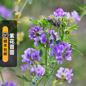 紫花苜蓿种子30克三叶草草头豆芽苗蔬菜种籽观花多年生盆栽春秋播