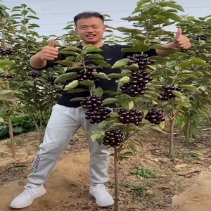 车厘子树苗樱桃树苖南方北方种植盆栽庭院果树矮化樱桃树大樱桃苗