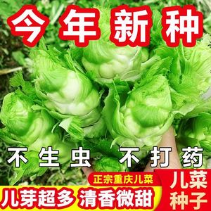 儿菜种子芥菜种籽宝宝菜秋季播泡菜蔬菜种子四川特大儿菜抱儿菜孑