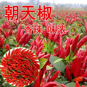 【指天椒种籽四季】指天椒种籽四季品牌、价格 - 阿里巴巴