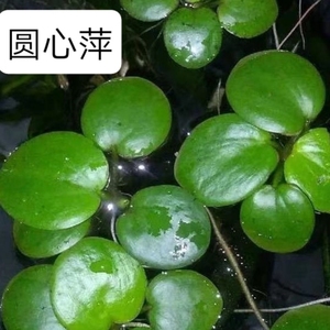 圆心萍苹果萍1朵浮草长须大叶浮萍强力吸收NO3虾净化水质水培绿植