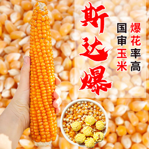 爆米花玉米种子种籽专用做爆花玉米的种孑早熟高产春季种植玉米
