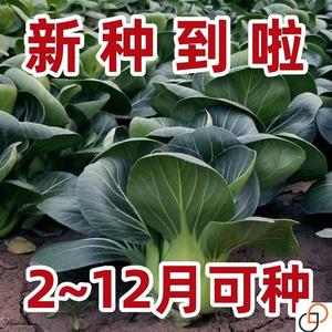 【今年新种】黑大头苏州菜种子矮脚苏州青菜籽四季油菜小青菜蔬菜