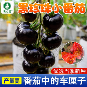 黑西红柿种孑圣女果种籽小番茄种子黑珍珠西红柿子种四季阳台盆栽